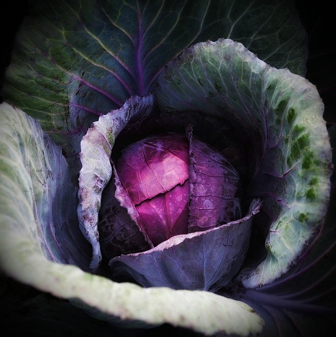 How To Grow Red Cabbage 