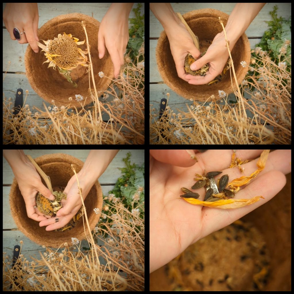 How To Save Sunflower Seeds