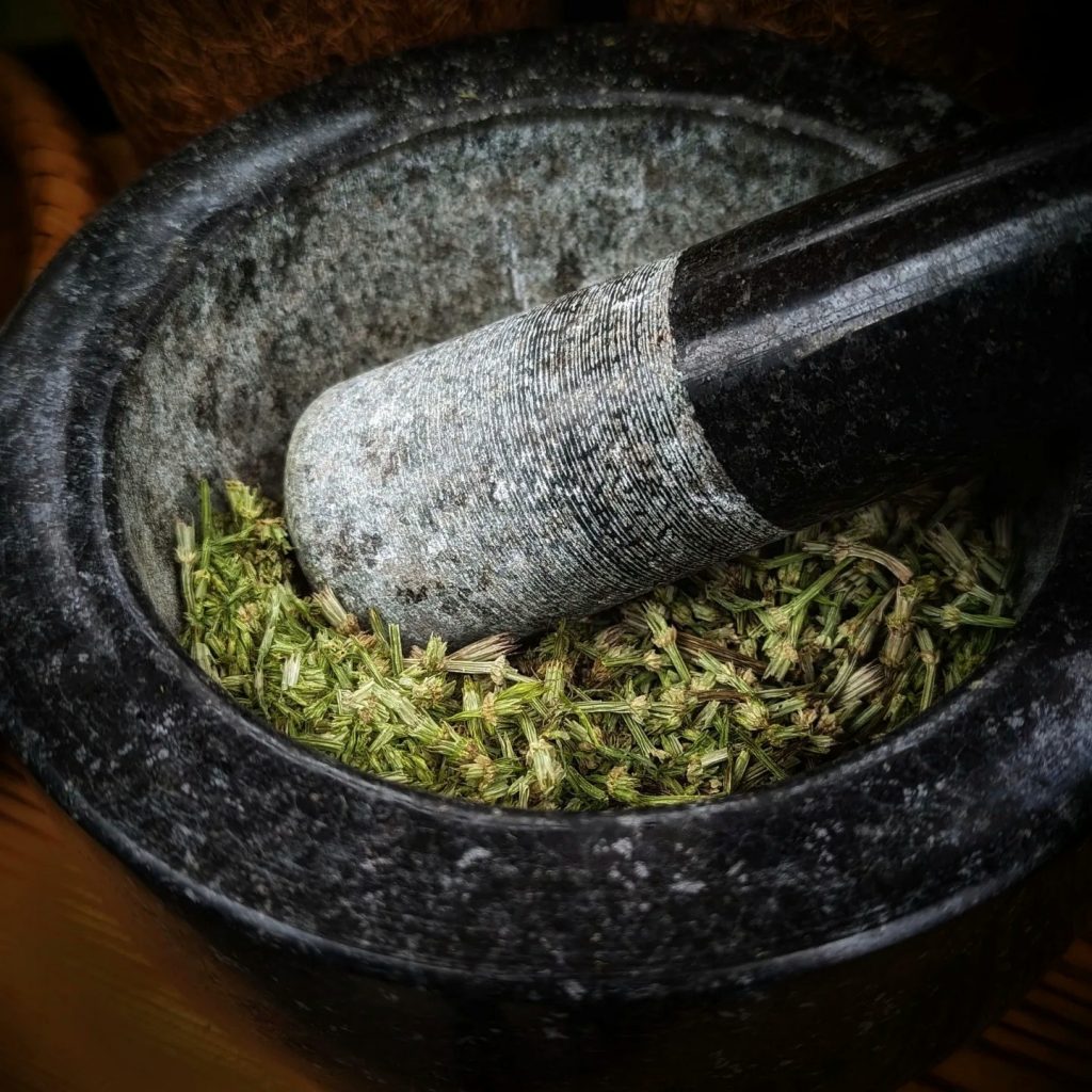 Dried Horsetail Tea