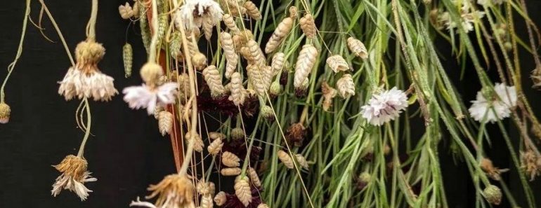 How To Grow Briza Maxima – Greater Quaking Grass