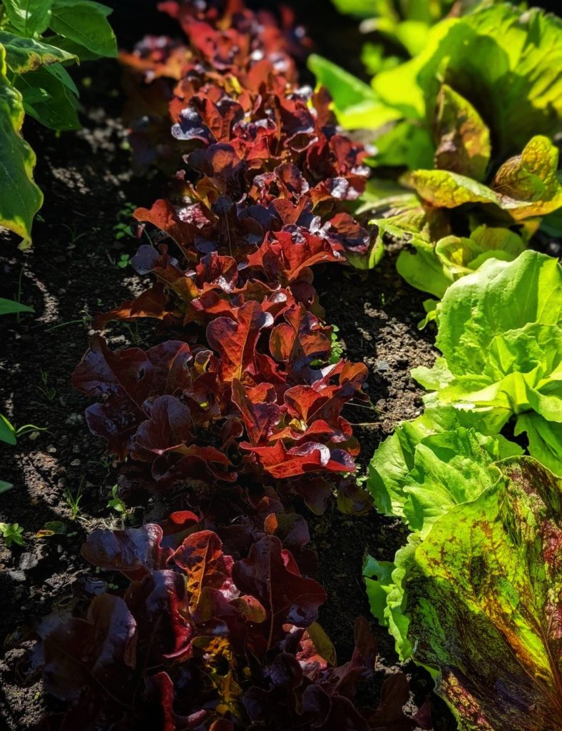 red oak leaf lettuce 