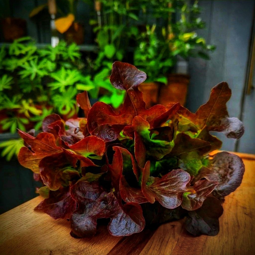 Red Oak leaf Lettuce 