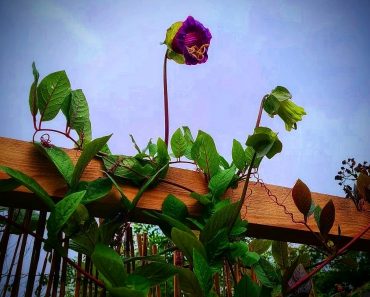 How To Grow Cobaea Scandens- The Cup And Saucer Vine