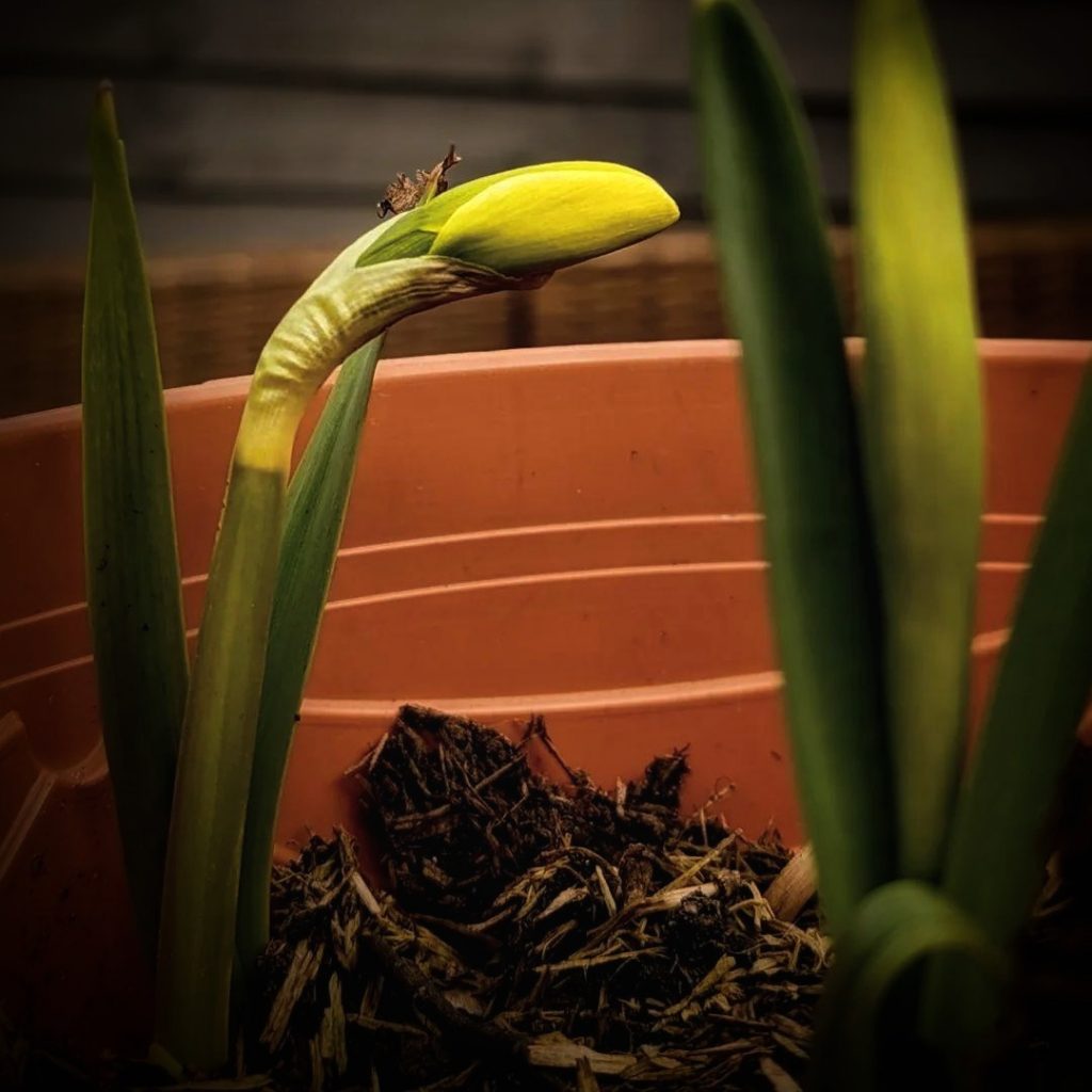 Grow Daffodils In Pots