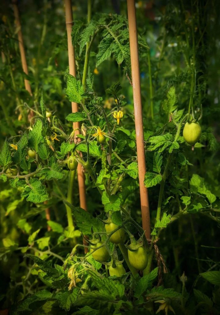 Bamboo Canes Tomatoes 
