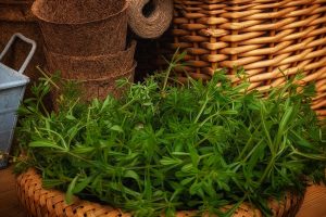 How To Forage And Use Cleavers