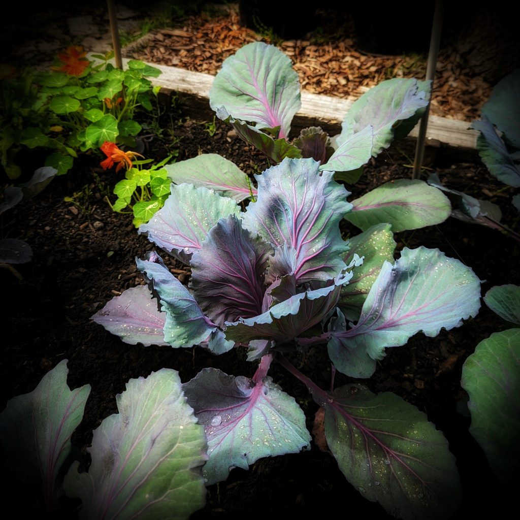How to Grow Red Cabbage