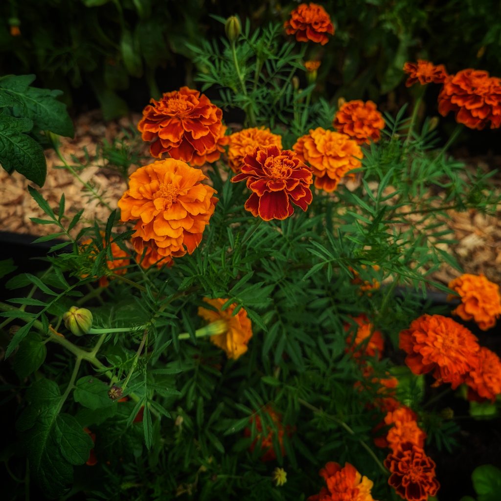 How To Grow French Marigolds