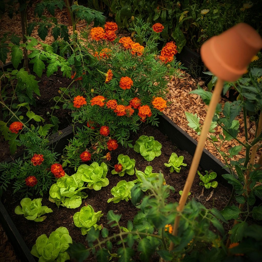 How To Grow Marigolds In Your Vegetable Garden