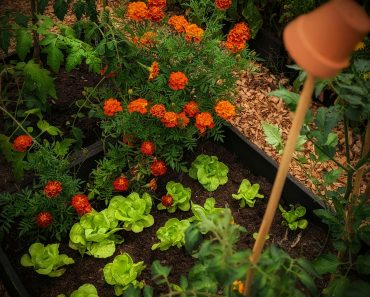 How To Grow Marigolds in Your Garden