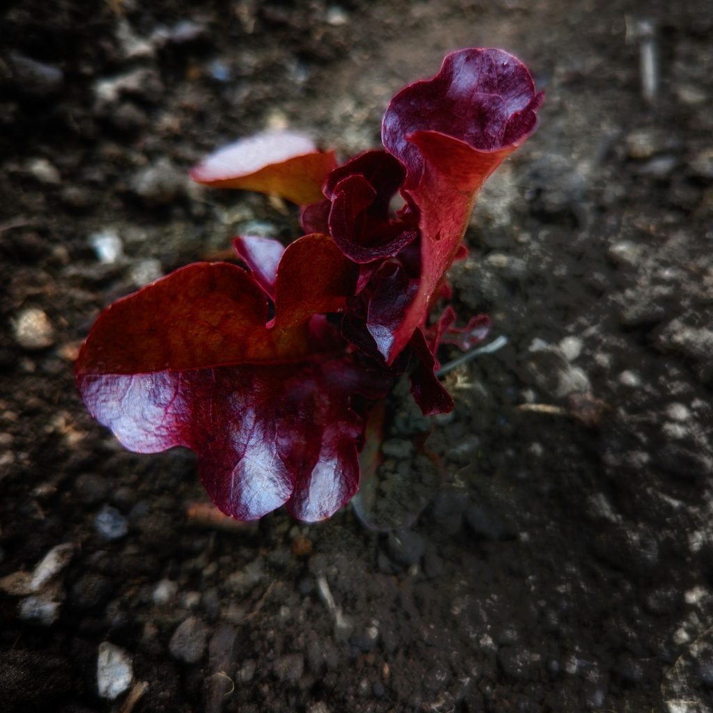 red oak leaf lettuce seedling