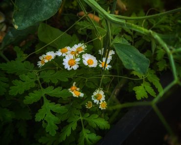 The Benefits of Feverfew Tea And How To Grow It