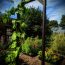 Ten Ways To Grow A Vertical Garden