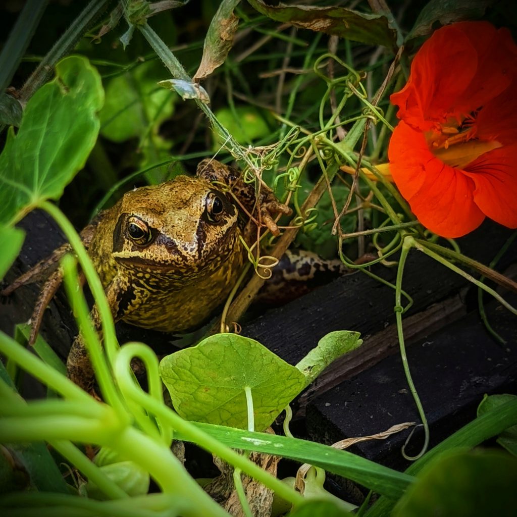 Nasturtium Frog