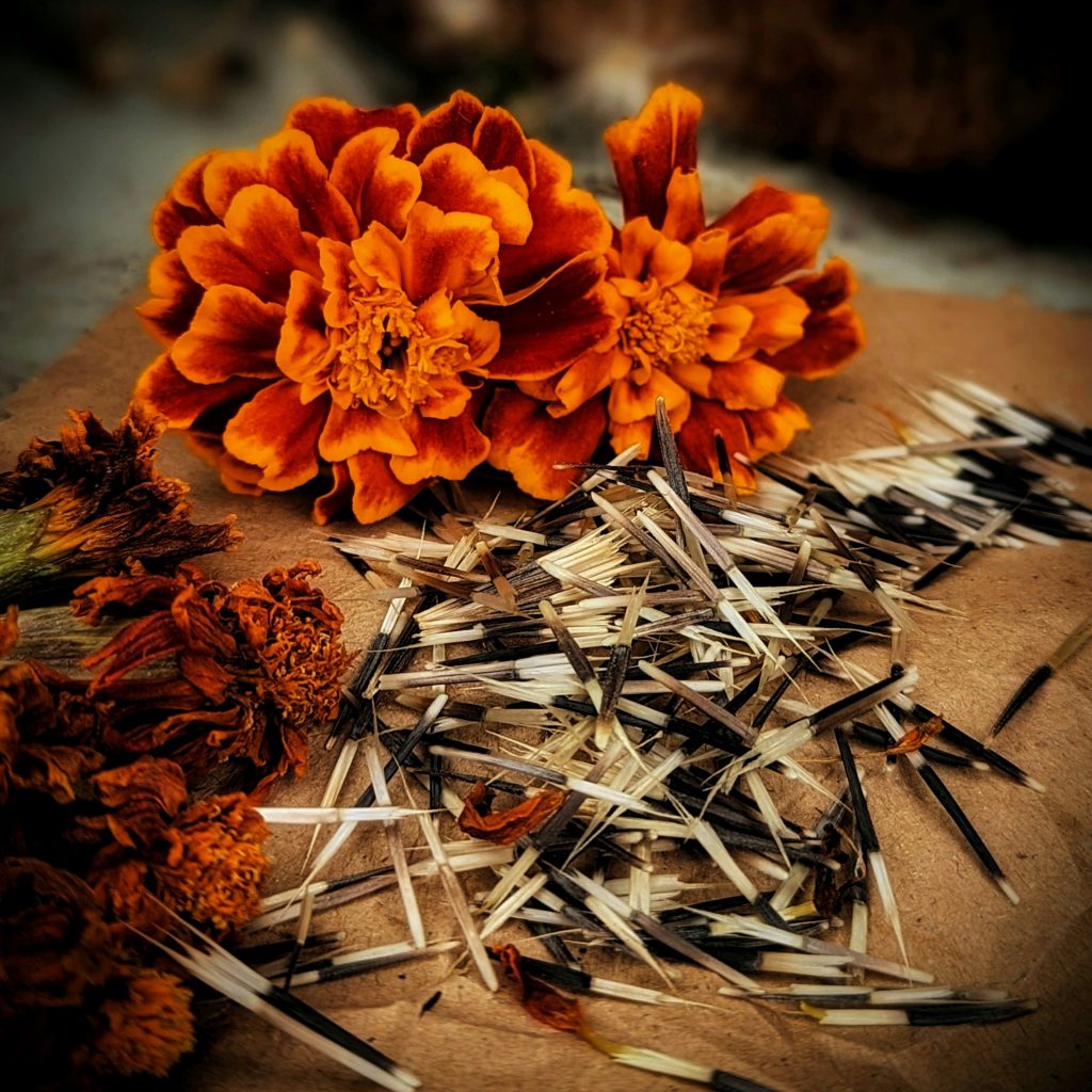 How to Harvest Marigold seeds