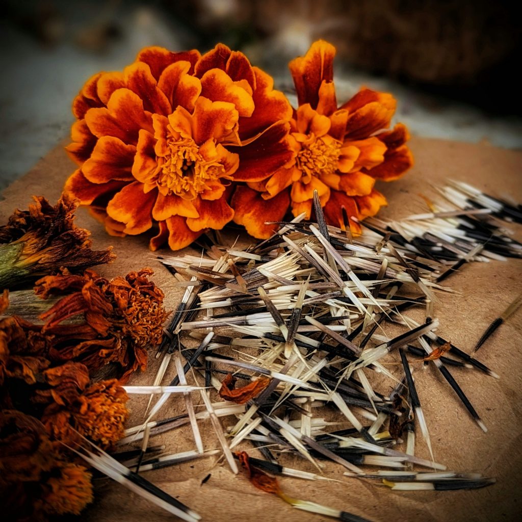 How To save Marigold seeds