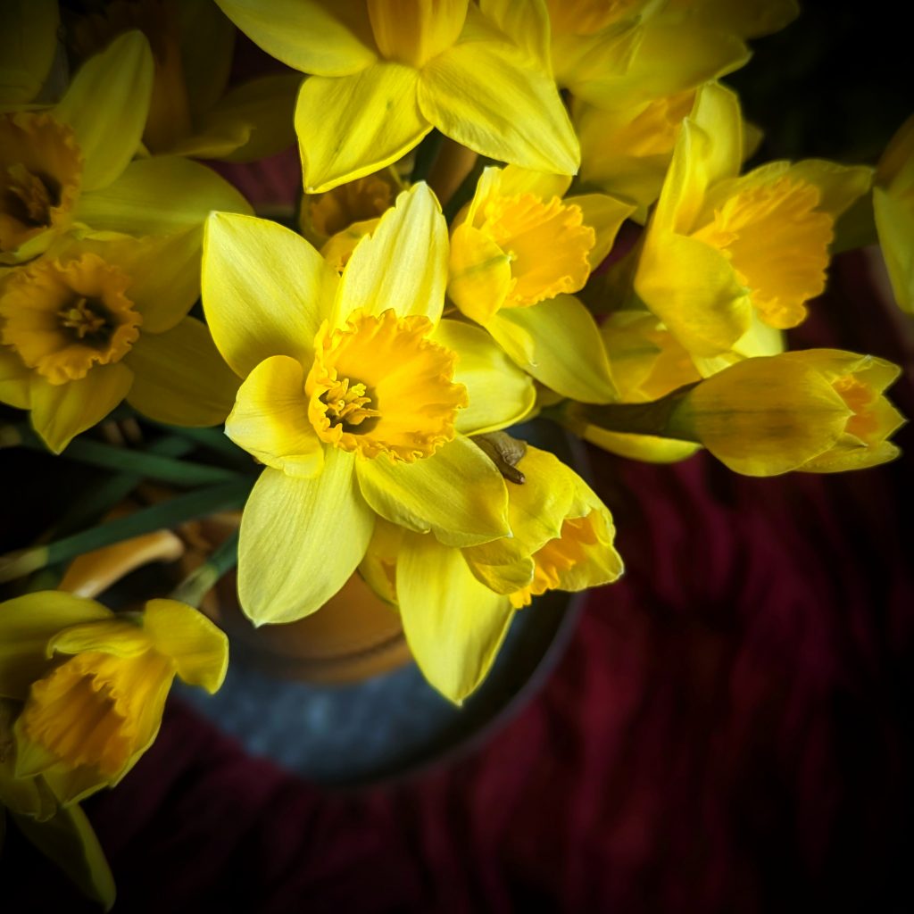 How To Grow Daffodils