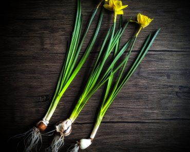 How To Grow Spring Daffodils