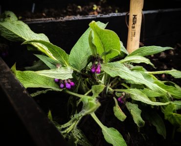 How To Grow Comfrey and 5 Reasons you need it in Your Garden!