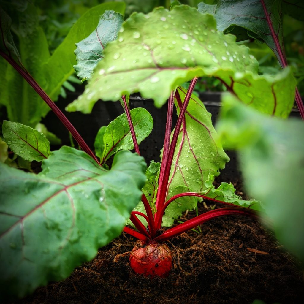 How To Grow Beetroot