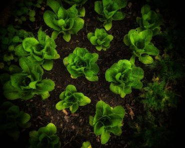 How To Grow Romaine Lettuce…From Seed To Harvest!