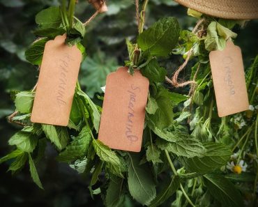 The Benefits of Spearmint Tea and How To Grow it