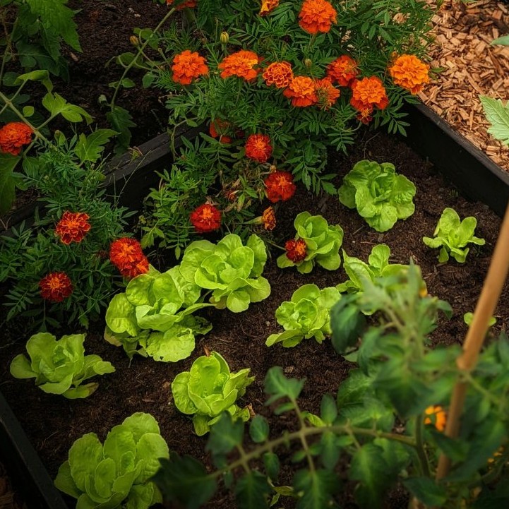 How To Grow Romaine Lettuce