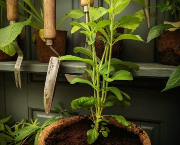 How To Grow Stevia. The Zero Calorie herb that’s 200 times sweeter than Sugar!