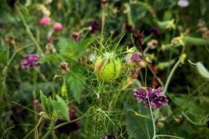 How to Harvest and save Nigella Seeds