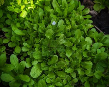 How To Grow Lambs Lettuce or Forage for it!