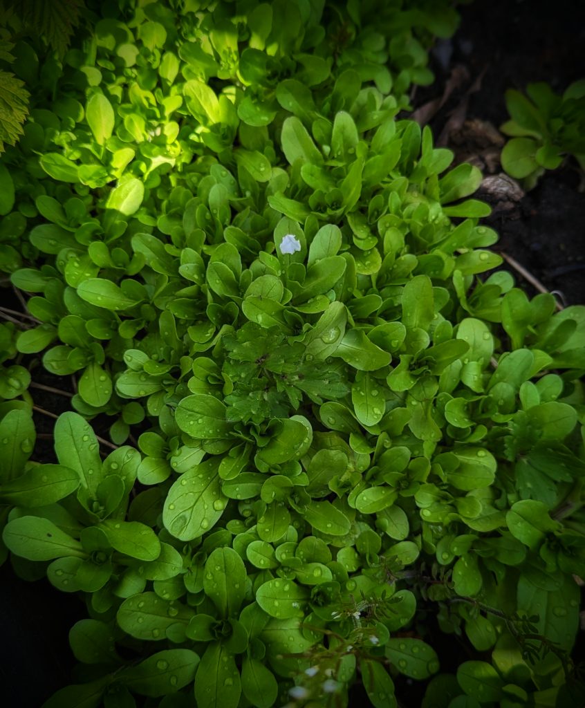 How To Grow Lambs Lettuce