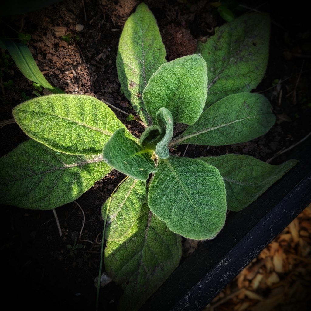 Mullein Leaves