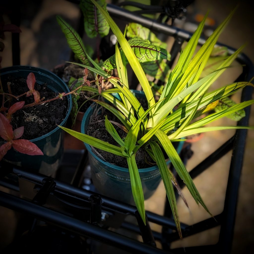 Carex Pendula Young Plant