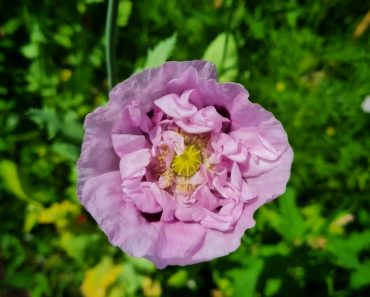 How To Grow Poppies And Six Varieties to Try
