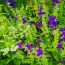 How To Grow Salvia Viridis from Seed and 10 Reasons You Need It In Your Garden!