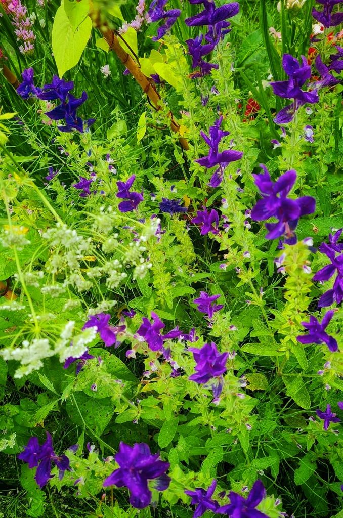 How to grow Salvia Viridis 