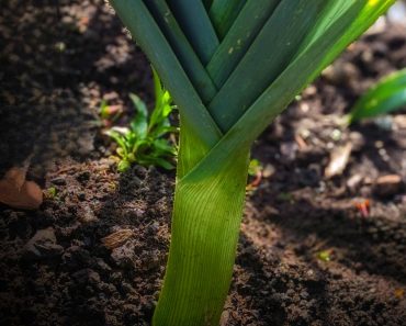 How to grow Leeks and avoid 3 Common Pest Problems
