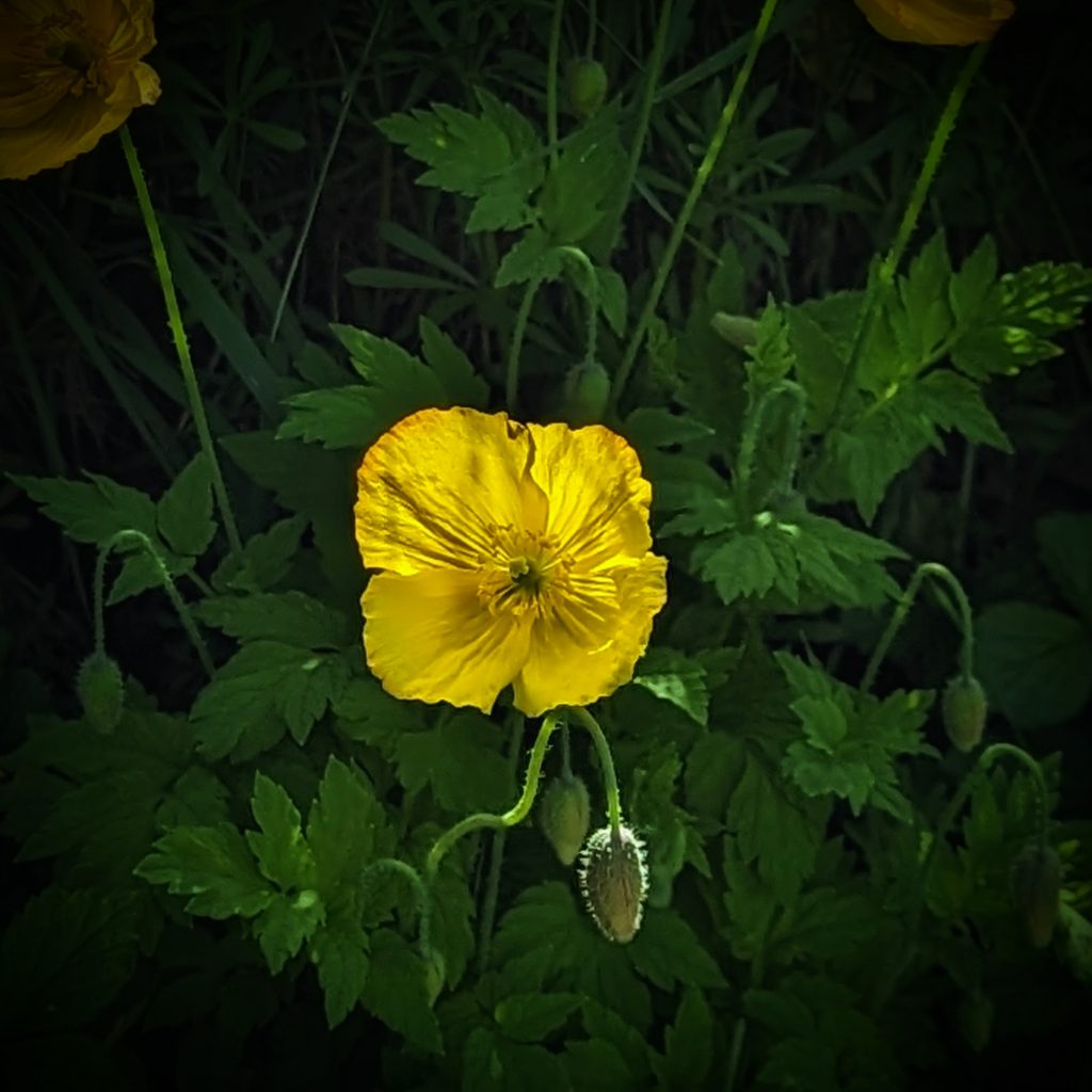 how to grow welsh poppies