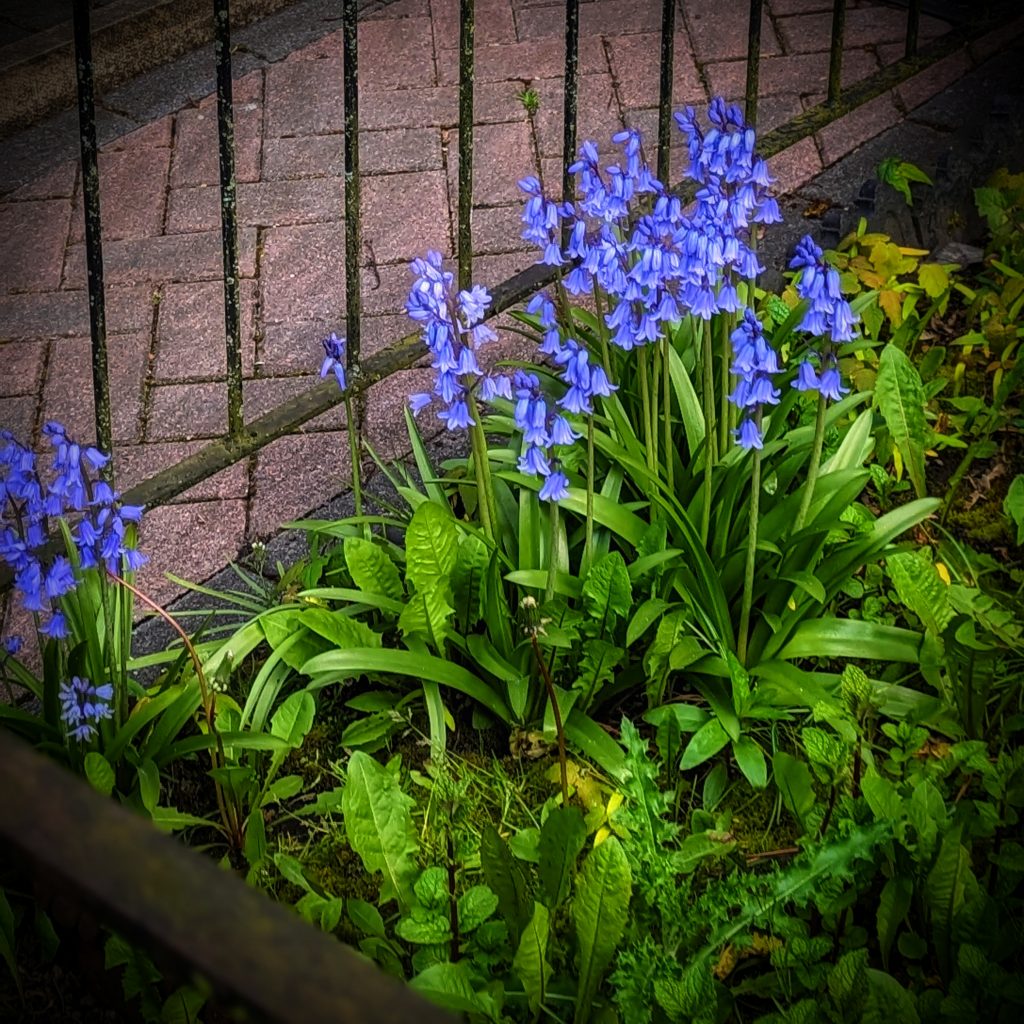 bluebells garden