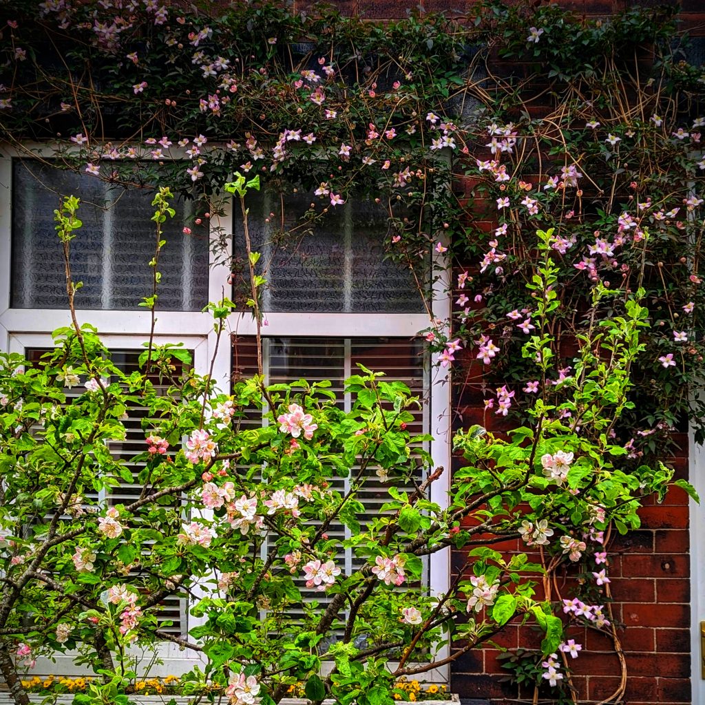 Clematis Montana Growing on a house