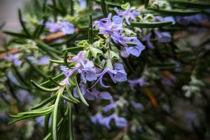 How To Grow Rosemary From Cuttings or Seeds