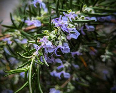 How To Grow Rosemary From Cuttings or Seeds