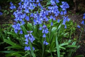 How To Grow Bluebells And 8 Fun Facts You Probably Didn’t Know!