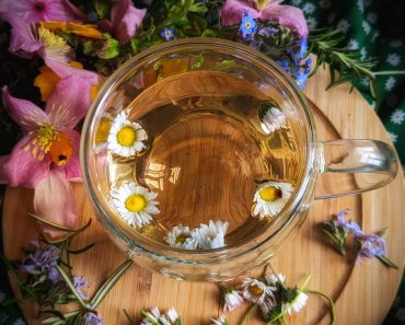 The Surprising Healing power of the Common Daisy and how to use it!