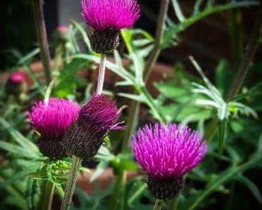 How To Grow And Care For Cirsium rivulare-A Tickler Not A Prickler!