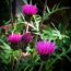 How To Grow And Care For Cirsium rivulare-A Tickler Not A Prickler!
