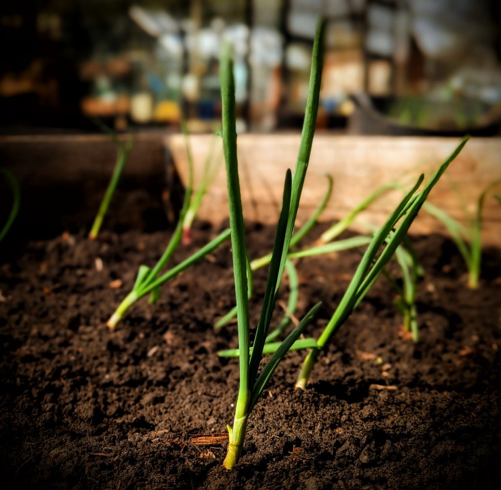Onion seedlings 