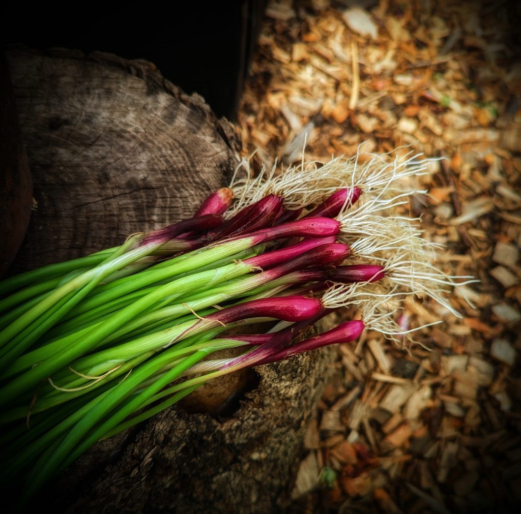 How to grow spring onions 