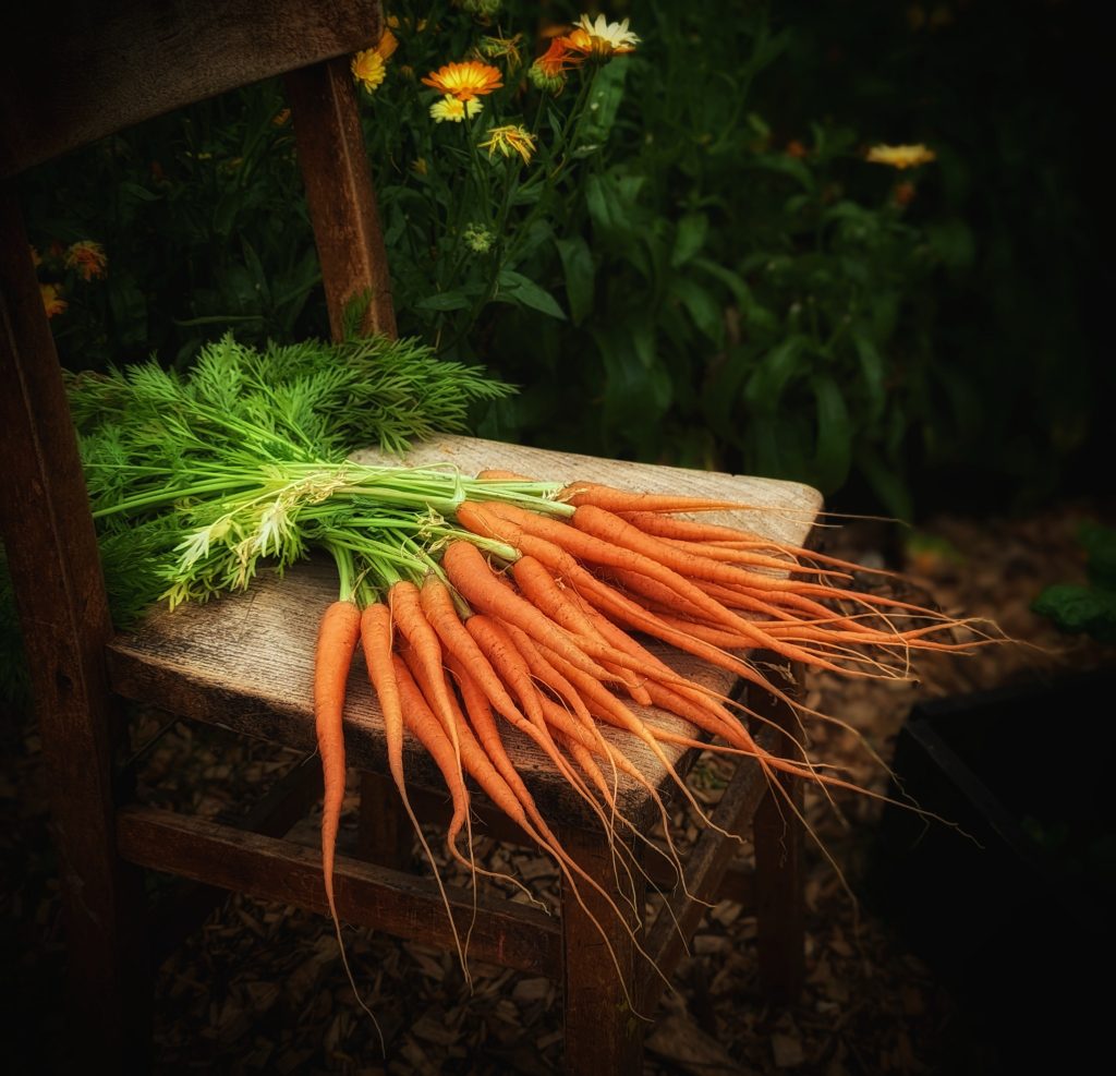 How to grow carrots 