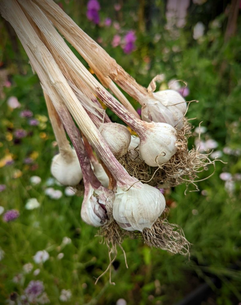 How to grow garlic 